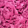 Peony - Rózsaszín bazsarózsás tapéta