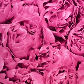 Peony - Rózsaszín bazsarózsás tapéta