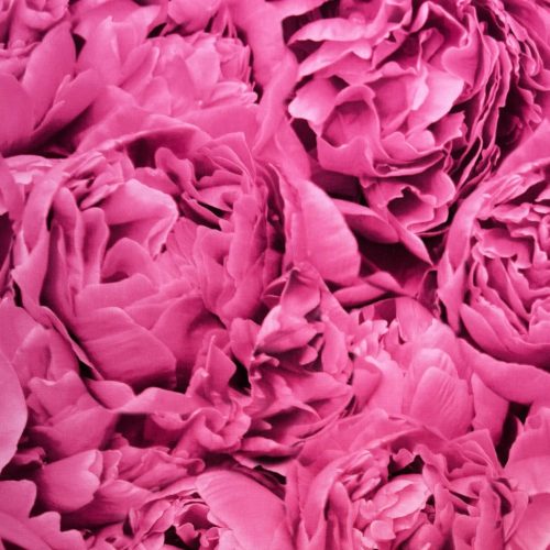 Peony - Rózsaszín bazsarózsás tapéta